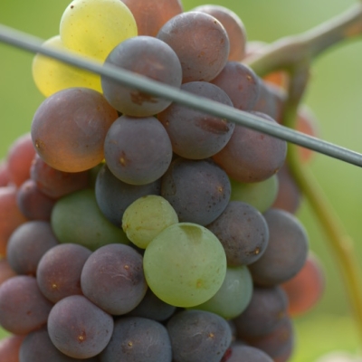 Mutation von Grauburgunder zu Weisburgunder ANT 0936